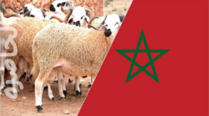 Read more about the article جدل حاد في المغرب حول مقترح إلغاء عيد الأضحى